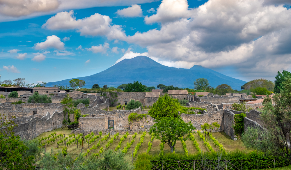 vineyards mount vesuvius